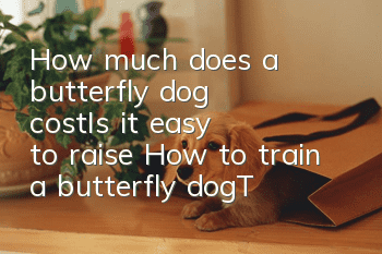 How much does a butterfly dog cost_Is it easy to raise? How to train a butterfly dog_Training