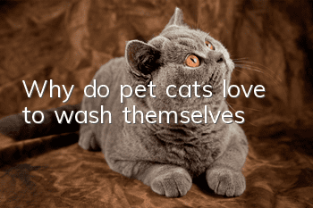 Why do pet cats love to wash themselves?