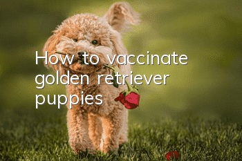 How to vaccinate golden retriever puppies