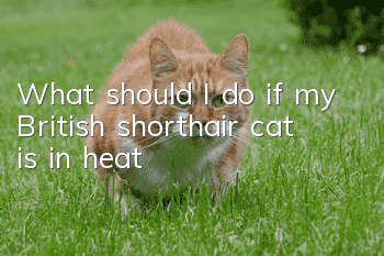What should I do if my British shorthair cat is in heat?