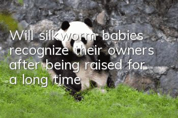 Will silkworm babies recognize their owners after being raised for a long time?