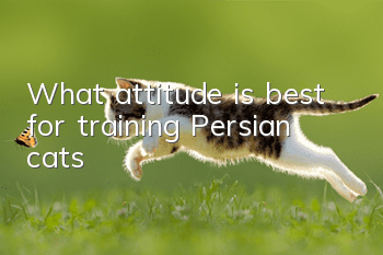 What attitude is best for training Persian cats?