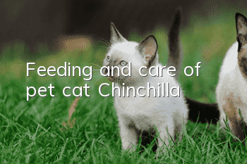 Feeding and care of pet cat Chinchilla