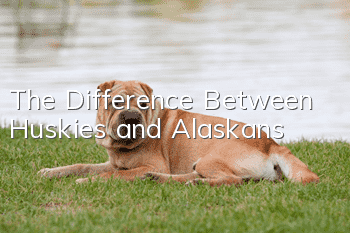 The Difference Between Huskies and Alaskans