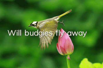 Will budgies fly away?