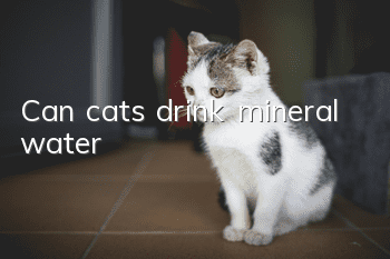 Can cats drink mineral water?
