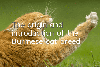 The origin and introduction of the Burmese cat breed