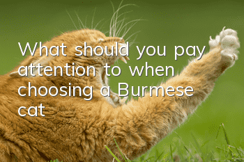 What should you pay attention to when choosing a Burmese cat?