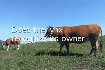Does the lynx recognize its owner?