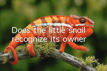 Does the little snail recognize its owner?