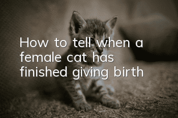 How to tell when a female cat has finished giving birth