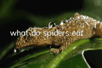 what do spiders eat