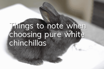 Things to note when choosing pure white chinchillas