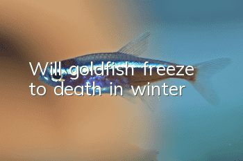 Will goldfish freeze to death in winter?