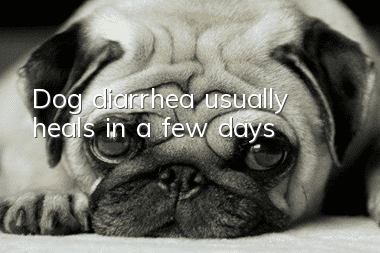 Dog diarrhea usually heals in a few days