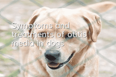 Symptoms and treatments of otitis media in dogs