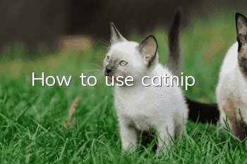 How to use catnip