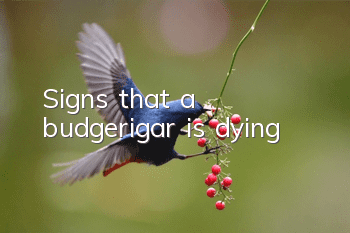 Signs that a budgerigar is dying