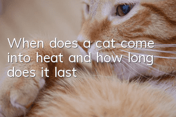 When does a cat come into heat and how long does it last?