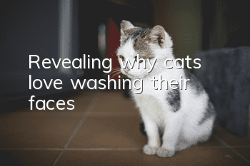 Revealing why cats love washing their faces
