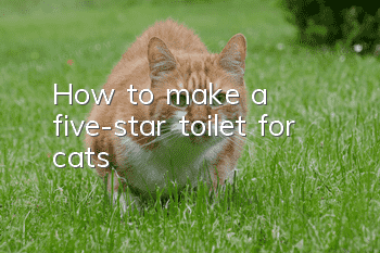 How to make a five-star toilet for cats