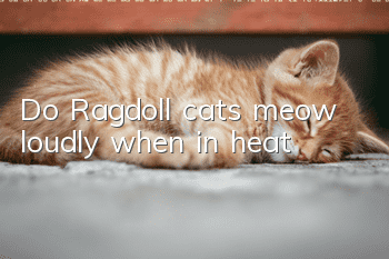 Do Ragdoll cats meow loudly when in heat?