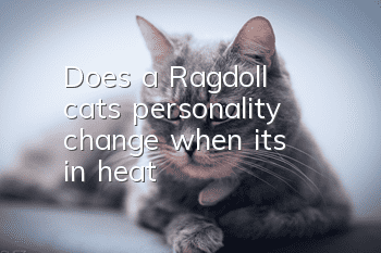 Does a Ragdoll cat's personality change when it's in heat?