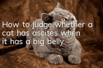 How to judge whether a cat has ascites when it has a big belly