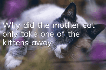 Why did the mother cat only take one of the kittens away?