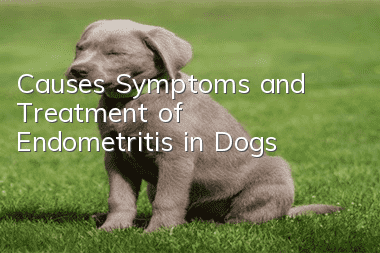 Causes, Symptoms, and Treatment of Endometritis in Dogs