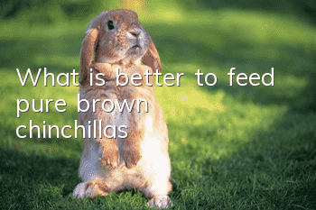 What is better to feed pure brown chinchillas?