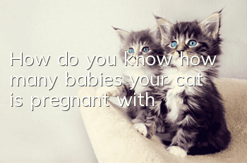 How do you know how many babies your cat is pregnant with?