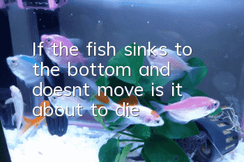 If the fish sinks to the bottom and doesn’t move, is it about to die?
