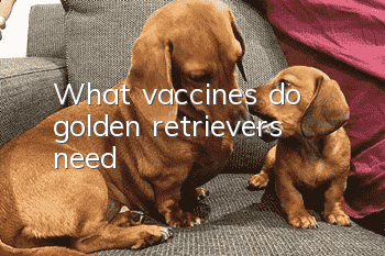 What vaccines do golden retrievers need?
