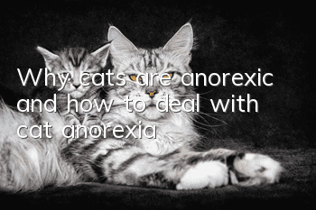 Why cats are anorexic and how to deal with cat anorexia
