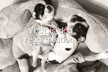 What is dog regurgitation?