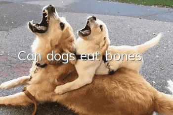 Can dogs eat bones?