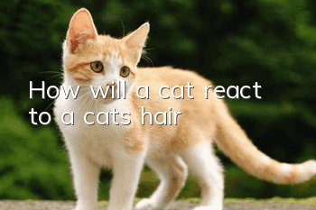 How will a cat react to a cat's hair?