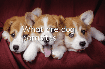 What are dog parasites?