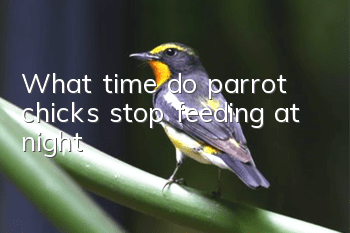 What time do parrot chicks stop feeding at night?