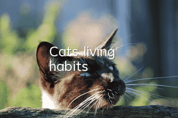 Cat's living habits