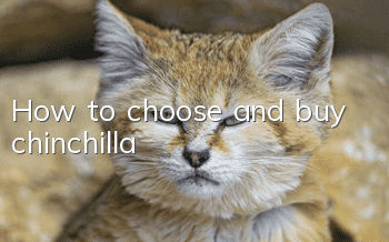How to choose and buy chinchilla?