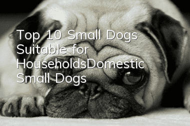 Top 10 Small Dogs Suitable for Households_Domestic Small Dogs