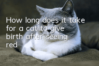 How long does it take for a cat to give birth after seeing red?