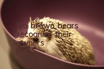 Do brown bears recognize their owners?