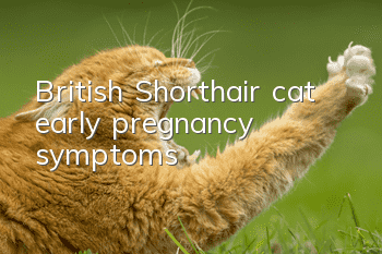 British Shorthair cat early pregnancy symptoms
