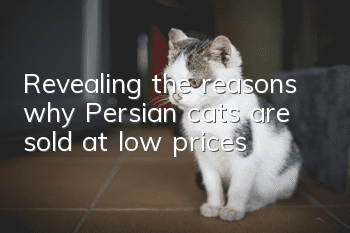 Revealing the reasons why Persian cats are sold at low prices