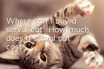 Where can I buy a serval cat | How much does a serval cat cost?
