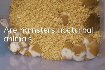 Are hamsters nocturnal animals?