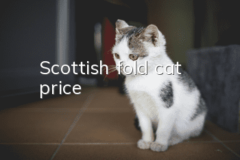 Scottish fold cat price